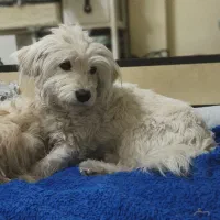 فروش شیتزو تریر میکرو ماده ۵ساله