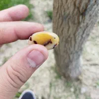 سنگ انگشتر 10 گرم