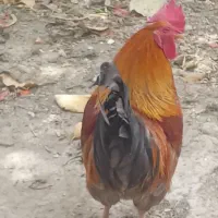 خروس فروشی