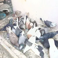 کفتر بوم