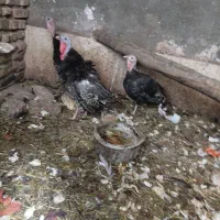 بوقلمون