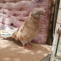 نوک قنار نر
