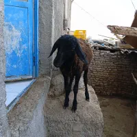 بره
