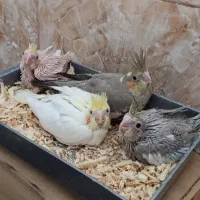 عروس هلندی سرلاکی