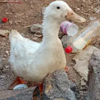 اردک