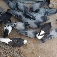 سبز کولایی