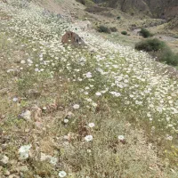 فروش زمین ویلایی