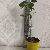 گلدان مرجان سایز کوچیک