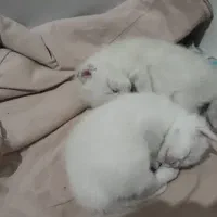 بچه گربه اسکاتیش
