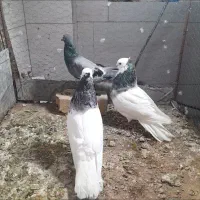 پرنده|پرنده|کاشمر, |دیوار