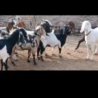 بز ابستن عالی