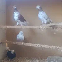 کبوتر