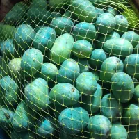 انبه برای ترشی