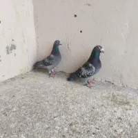 کفتر پلاکی هلند و عربستان