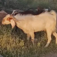 بز نر فروشی