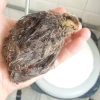 سه تا جوجه بلدرچین