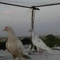 جفت پلاکی نرو ماده