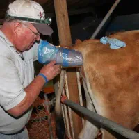 آموزش تلقیح مصنوعی - تزریقات -پرورش دام و طیور