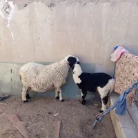 گوسفند مری آبستن با یه بره مری نر