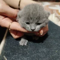 گربه