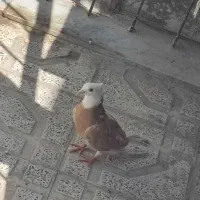 کبوتر شازده