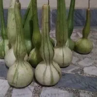 کدو قلیانی (تزیینی)