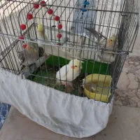 عروس هلندی چهار تا باهم