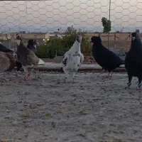 پلنگ|پرنده|رفسنجان, |دیوار