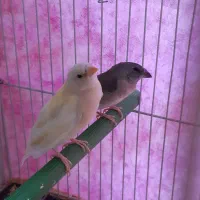 فنچ گلدین،بزریلی