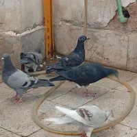 جوجه آلمانی