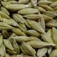 جو گندم|خوردنی و آشامیدنی|لوداب, |دیوار