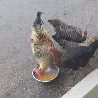 4 عدد مرغ