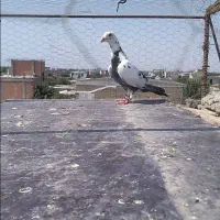 کفتر کبوتر سینه مشهدی