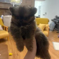 سگ به سرپرستی میگیرم