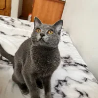 گربه نر برای جفتگیری