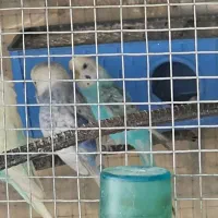 مرغ عشق رینبو و رنگین کمانی