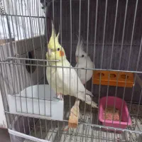 عروس هلندی|پرنده|اردبیل, |دیوار