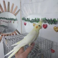 عروس هلندی