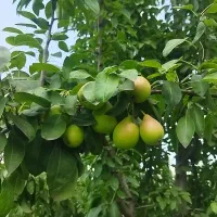 خریدانواع میوه سر درختی