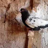 کفتر