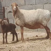 میش بره دار