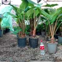 بابا آدم گل وگیاه شاداب