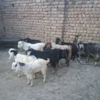 بز چپش