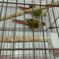 گرینچک تازه جفت  با قفس ولانه