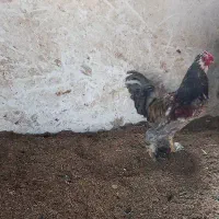 خروس