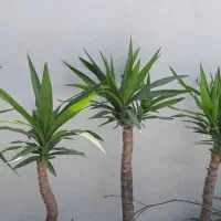 گل های آپارتمانی