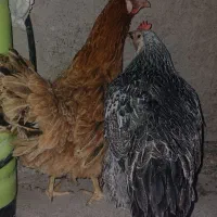 مرغ مادر رنگی دونه 590 حراج تضمینی