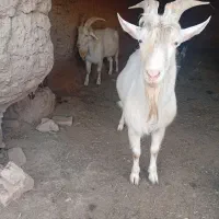 نربز (تکه) سانن
