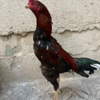 خروس لاری