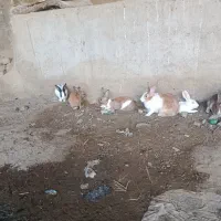 خرگوش